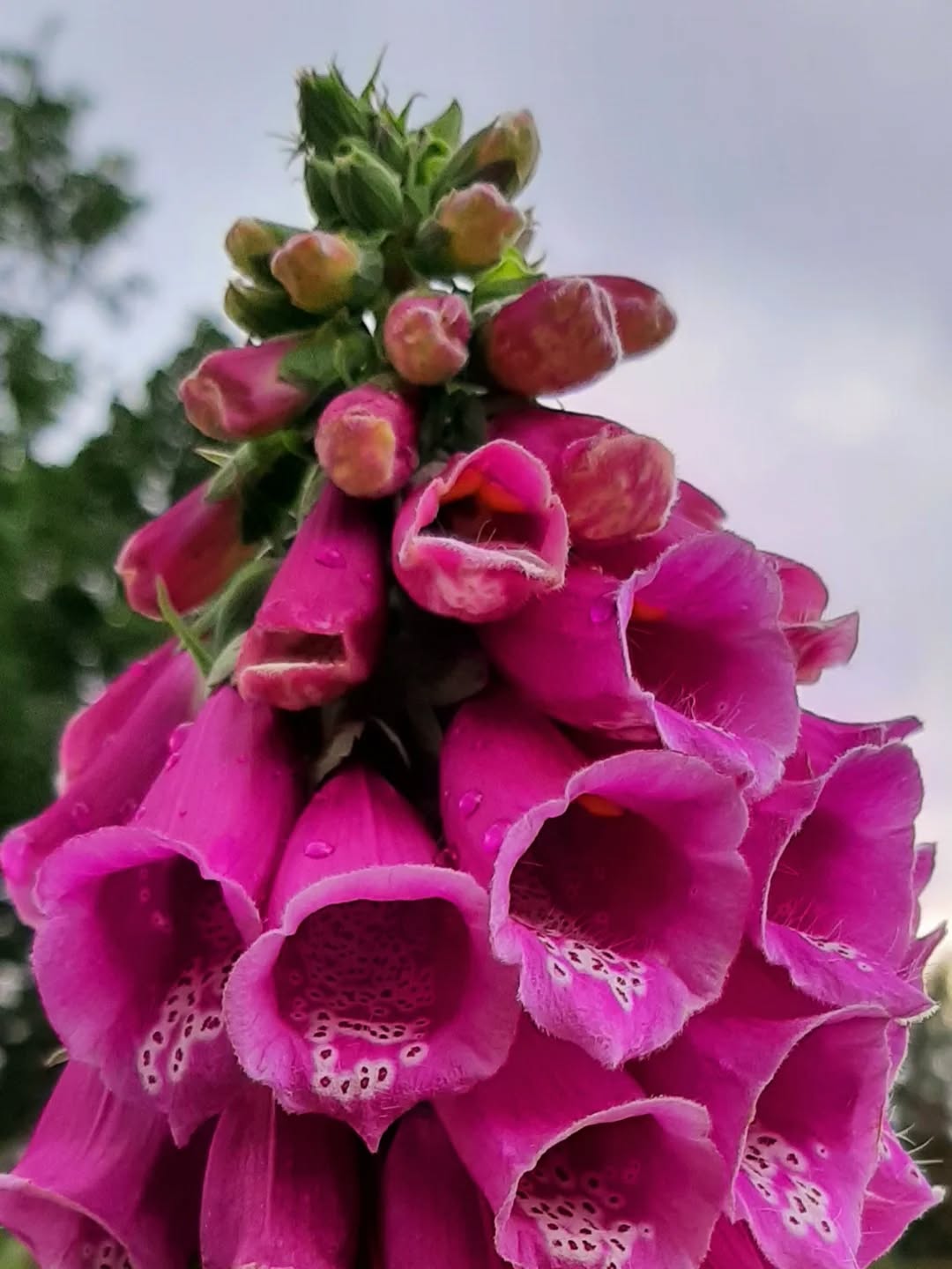 Nederland: Grote digitalis, Posbank, Gelderland