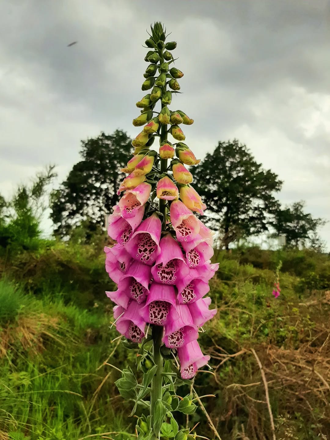 Nederland: Digitalis op de Posbank, Gelderland