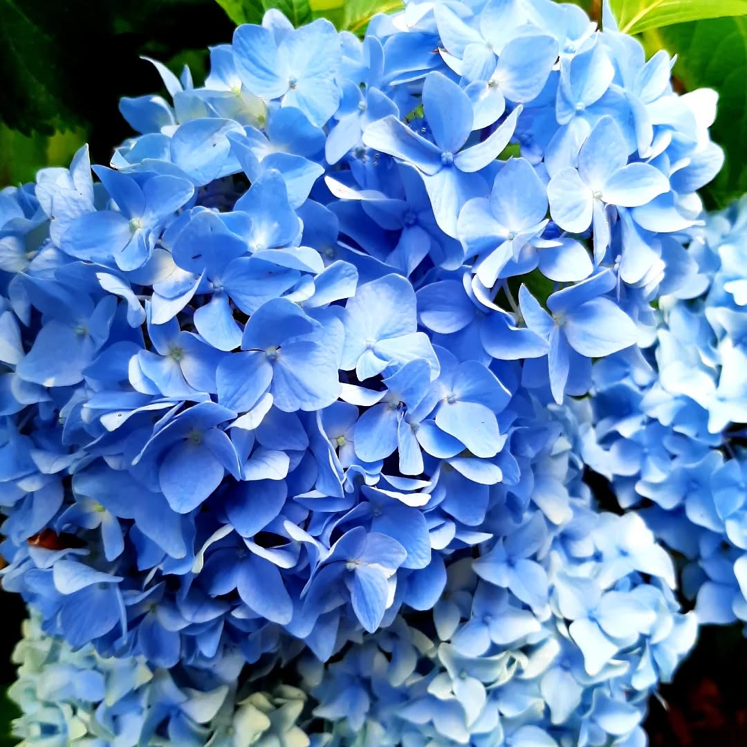 Nederland: Hortensia, Achterhiok, Gelderland