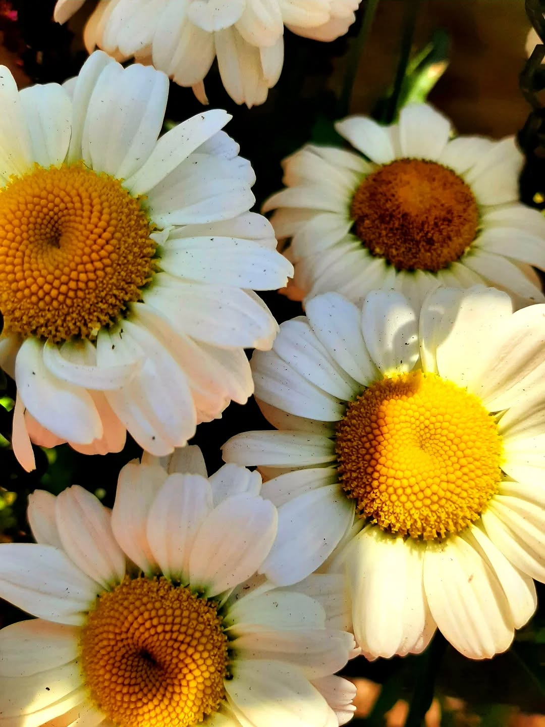Nederland: Argyranthemum (marguerite daisy), Gelderland