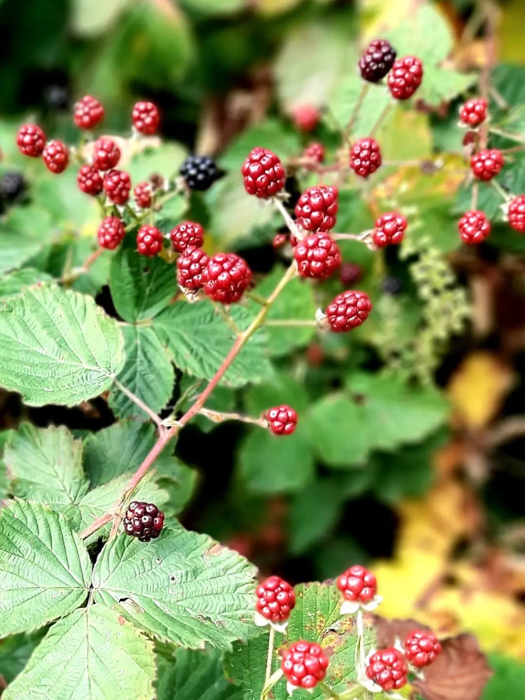 Nederland: Wilde bramen, Posbank, Gelderland
