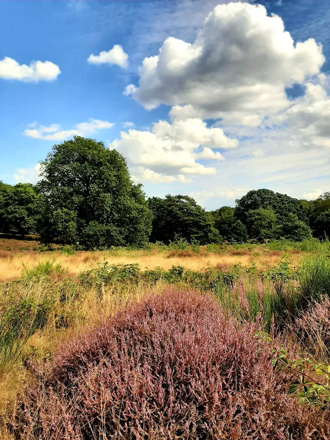 Nederland:Wandelen op de heide, Posbank, Gelderland