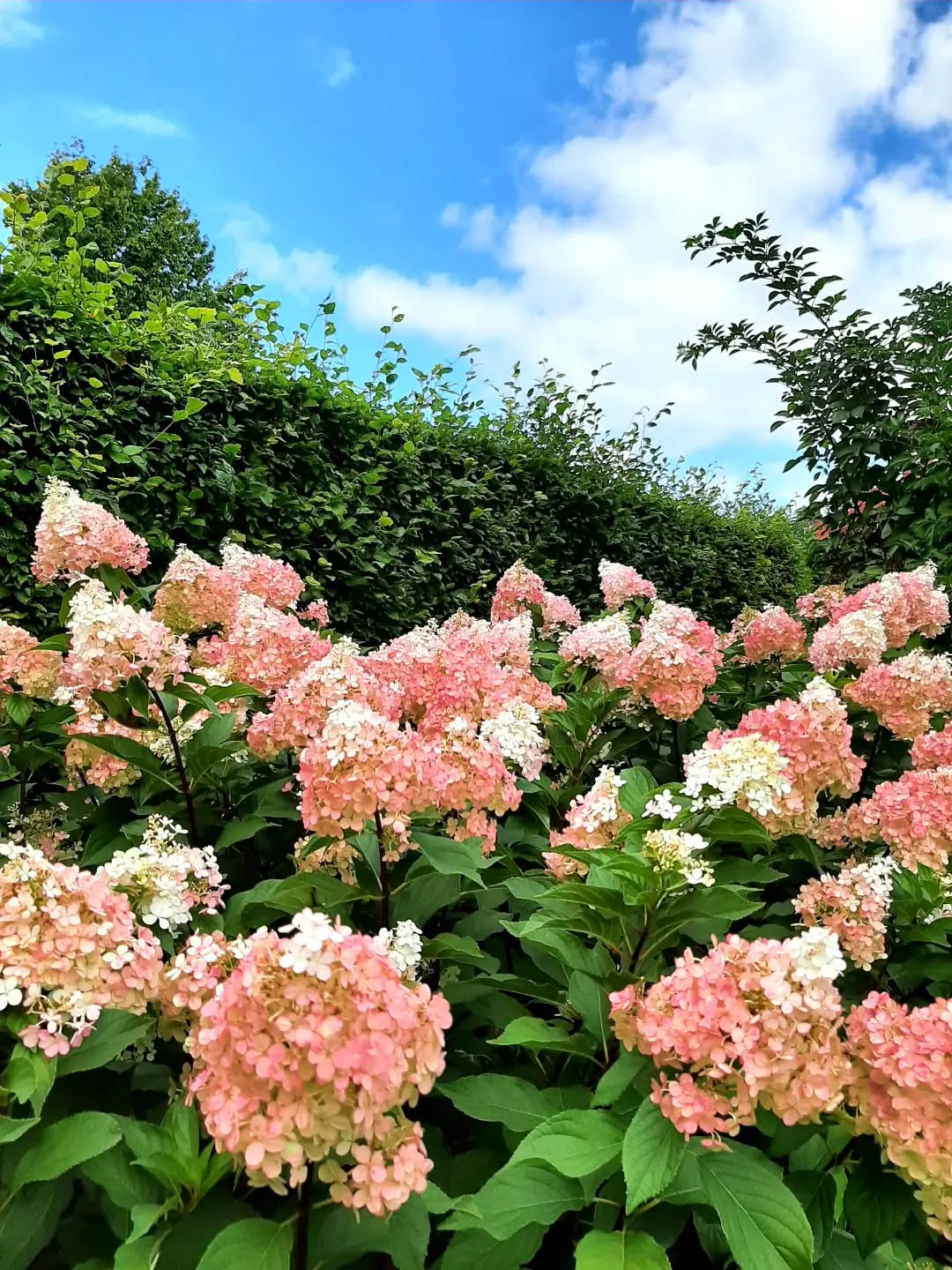 Nederland: Kleurige hortensia, Gelderland