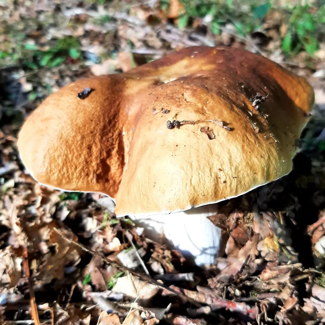 Nederland: Het eekhoorntjesbrood, Veluwezoom, Gelderland