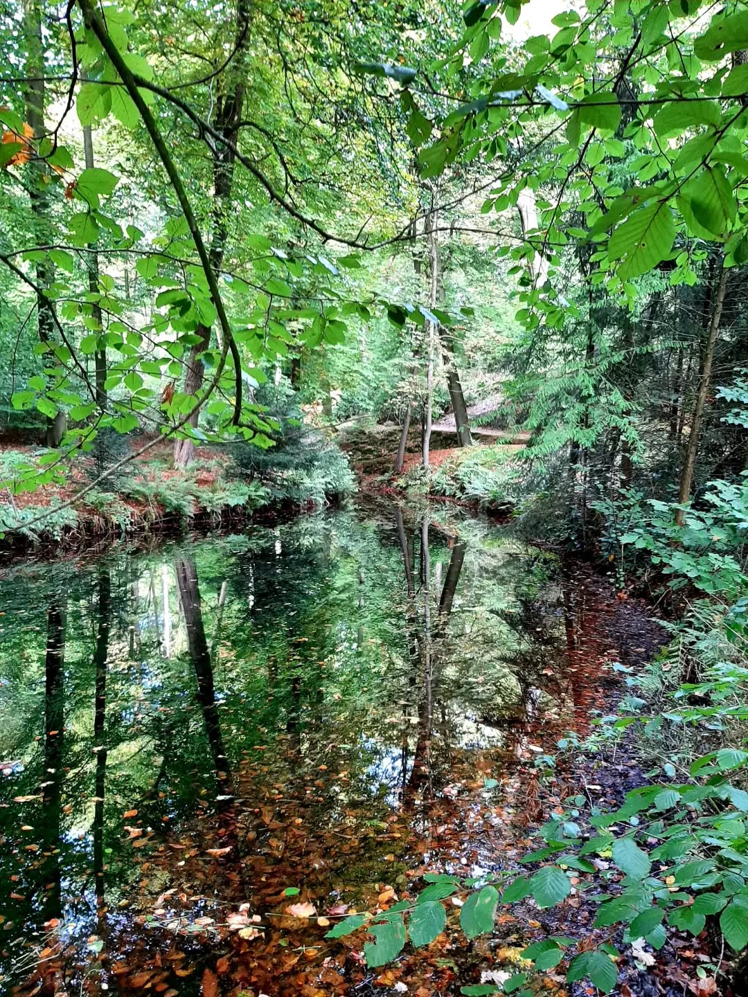 Nederland: Vijver, Veluwezoom, Gelderland