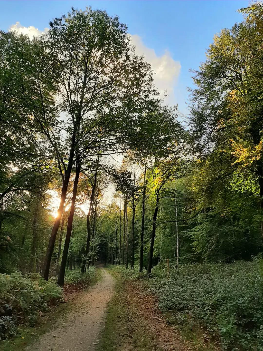 Nederland: 's Avonds in het park, Veluwezoom, Gelderland