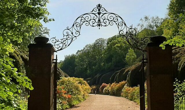 Azalea bushes, Duno platau, Netherlands