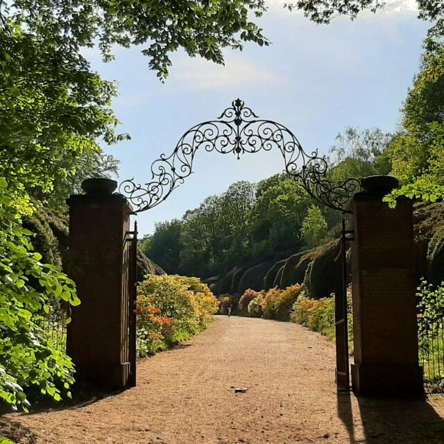 Azalea bushes, Duno platau, Netherlands