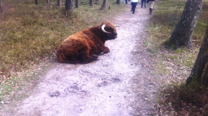 Schotse hooglander/ Highland Cow