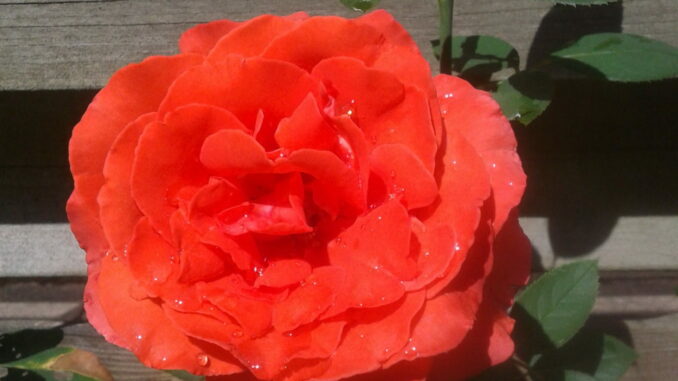 Red rose, Velp