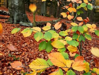 Autumn leaves photo ai-enhanced